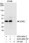Sorbitol Dehydrogenase antibody, A303-465A, Bethyl Labs, Immunoprecipitation image 