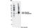 Protein Interacting With PRKCA 1 antibody, 85325S, Cell Signaling Technology, Western Blot image 