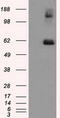 Lipase G, Endothelial Type antibody, CF501040, Origene, Western Blot image 