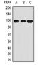 Amine Oxidase Copper Containing 3 antibody, orb377925, Biorbyt, Western Blot image 