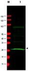 Mitotic Arrest Deficient 2 Like 1 antibody, GTX10691, GeneTex, Western Blot image 