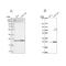 NOP16 Nucleolar Protein antibody, NBP1-89659, Novus Biologicals, Western Blot image 