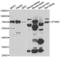 Signal Transducing Adaptor Molecule 2 antibody, LS-C346208, Lifespan Biosciences, Western Blot image 
