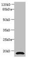 Cystatin C antibody, CSB-PA06196A0Rb, Cusabio, Western Blot image 