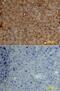 Alpha 2-HS Glycoprotein antibody, AF1184, R&D Systems, Immunohistochemistry paraffin image 