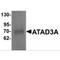 ATPase Family AAA Domain Containing 3A antibody, MBS150641, MyBioSource, Western Blot image 