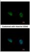 Phosphorylase Kinase Catalytic Subunit Gamma 2 antibody, NBP2-19802, Novus Biologicals, Immunofluorescence image 