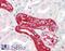 Aminoacyl TRNA Synthetase Complex Interacting Multifunctional Protein 1 antibody, 43-036, ProSci, Enzyme Linked Immunosorbent Assay image 