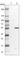 Protein Phosphatase 5 Catalytic Subunit antibody, HPA029065, Atlas Antibodies, Western Blot image 