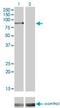 Ribosomal Protein S6 Kinase A2 antibody, H00006196-M01, Novus Biologicals, Western Blot image 