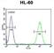 WD Repeat Domain 93 antibody, abx026293, Abbexa, Western Blot image 