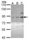 Protein Kinase C Theta antibody, PA5-29029, Invitrogen Antibodies, Western Blot image 