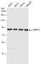 G1 To S Phase Transition 1 antibody, NBP2-16754, Novus Biologicals, Western Blot image 