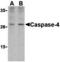Caspase 4 antibody, MBS151474, MyBioSource, Western Blot image 