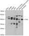 Cystinosin, Lysosomal Cystine Transporter antibody, 22-534, ProSci, Western Blot image 