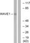 WASP Family Member 1 antibody, LS-C117730, Lifespan Biosciences, Western Blot image 