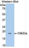 Peptidylprolyl Isomerase A antibody, LS-C297473, Lifespan Biosciences, Western Blot image 