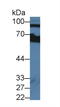 Complement Factor B antibody, LS-B15001, Lifespan Biosciences, Western Blot image 