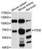 Transcription Factor EB antibody, STJ29450, St John