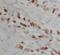 PTTG1 Regulator Of Sister Chromatid Separation, Securin antibody, FNab10150, FineTest, Immunohistochemistry frozen image 