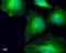 Gamma-tubulin complex component 4 antibody, NBP2-43586, Novus Biologicals, Immunocytochemistry image 