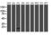 TSC22 Domain Family Member 1 antibody, LS-C174123, Lifespan Biosciences, Western Blot image 