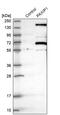 PAX Interacting Protein 1 antibody, PA5-53522, Invitrogen Antibodies, Western Blot image 