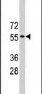 Tripartite Motif Containing 69 antibody, PA5-12214, Invitrogen Antibodies, Western Blot image 