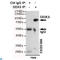 DEAD-Box Helicase 3 X-Linked antibody, LS-C812940, Lifespan Biosciences, Immunoprecipitation image 