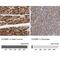 Cytochrome C Oxidase Subunit 6B1 antibody, NBP1-85497, Novus Biologicals, Immunohistochemistry paraffin image 