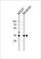 WD Repeat Domain 82 antibody, PA5-49393, Invitrogen Antibodies, Western Blot image 