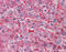 Tissue Factor Pathway Inhibitor antibody, 51-663, ProSci, Immunohistochemistry paraffin image 