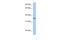 Proline Rich 18 antibody, PA5-70147, Invitrogen Antibodies, Western Blot image 