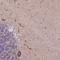 L3MBTL Histone Methyl-Lysine Binding Protein 3 antibody, NBP2-14181, Novus Biologicals, Immunohistochemistry frozen image 