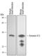 Annexin A13 antibody, AF4149, R&D Systems, Western Blot image 