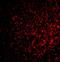 Fas Associated Factor 1 antibody, NBP1-76745, Novus Biologicals, Immunofluorescence image 