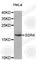 Signal Sequence Receptor Subunit 4 antibody, A8037, ABclonal Technology, Western Blot image 