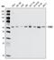 Checkpoint Kinase 2 antibody, GTX83198, GeneTex, Western Blot image 