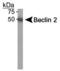 Beclin 2 antibody, PA1-46311, Invitrogen Antibodies, Western Blot image 
