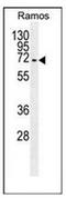 Fitzgerald factor antibody, AP52400PU-N, Origene, Western Blot image 