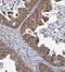 C-X-C Motif Chemokine Ligand 1 antibody, FNab03658, FineTest, Immunohistochemistry frozen image 