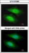 Protein Serine Kinase H1 antibody, GTX107585, GeneTex, Immunofluorescence image 
