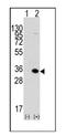 Methyl-CpG Binding Domain Protein 3 antibody, AP11059PU-N, Origene, Western Blot image 