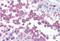 Tubulin Gamma 1 antibody, MBS241402, MyBioSource, Immunohistochemistry paraffin image 