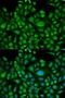 Heat Shock Protein Family A (Hsp70) Member 1 Like antibody, LS-C331734, Lifespan Biosciences, Immunofluorescence image 