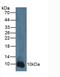 S100 Calcium Binding Protein A2 antibody, MBS2026695, MyBioSource, Western Blot image 