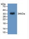 Coagulation Factor XIII A Chain antibody, LS-C372676, Lifespan Biosciences, Western Blot image 