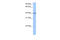 Gastrulation Brain Homeobox 1 antibody, 30-730, ProSci, Enzyme Linked Immunosorbent Assay image 