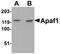 Apoptotic Peptidase Activating Factor 1 antibody, NBP1-77000, Novus Biologicals, Western Blot image 