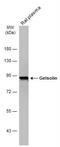 Gelsolin antibody, NBP2-16637, Novus Biologicals, Western Blot image 